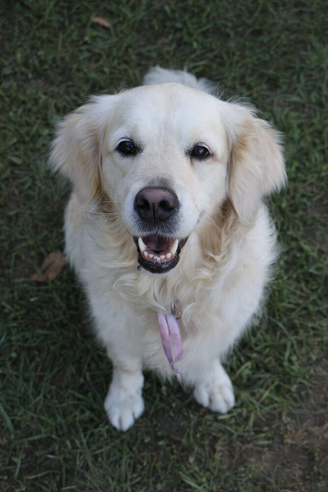 Portrait de Saskia, golden retriever